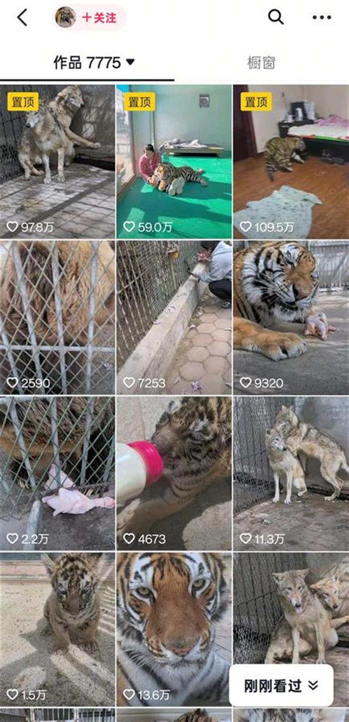 狼為何見飼養員躲墻角發抖？動物專家揭秘氣味與信任的博弈