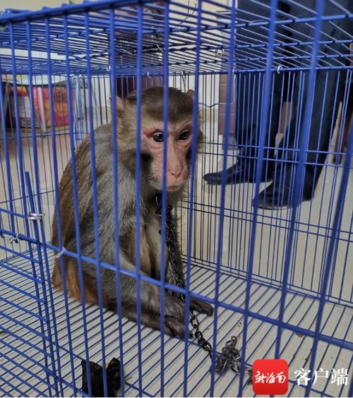 違法飼養(yǎng)國(guó)家二級(jí)保護(hù)動(dòng)物獼猴，白沙一男子被依法刑拘