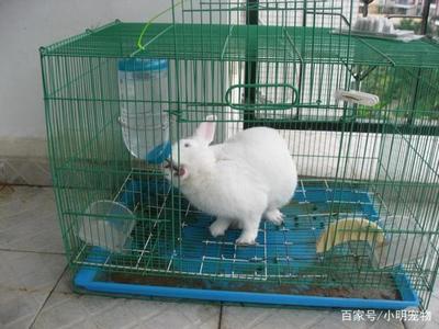 科學飼養兔子 蔬菜選擇指南與飼料搭配，守護腸胃健康